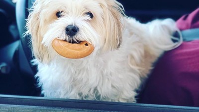 Duh, Gemasnya Pose Anjing Ini Saat Menunggu Diberi Bagel dalam Mobil!