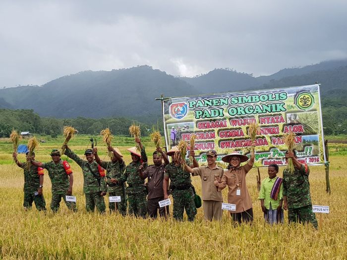 Foto: Staf Ahli Mentan Bidang Pembangunan Infrastruktur Pertanian, Ani Andayani, saat panen simbolis padi organik di Kabupaten Alor, NTT Foto: Staf Ahli Mentan Bidang Pembangunan Infrastruktur Pertanian, Ani Andayani, saat panen simbolis padi organik di Kabupaten Alor, NTT