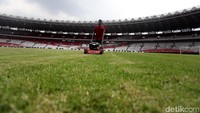 Pekerja tengah melakukan perawatan rumput GBK.