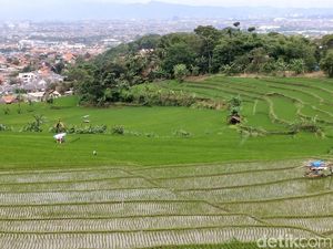 Ini Pentingnya Pantau Lahan Sawah Pakai Satelit
