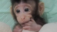 Zhong Zhong dan Hua Hua, dua monyet berekor panjang yang identik, lahir delapan dan enam minggu yang lalu. (Foto: Dok. Chinese Academy of Sciences via Independent)