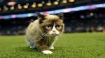 Kucing Judes yang Viral di Medsos Ini Menang Gugatan Rp 9,4 M