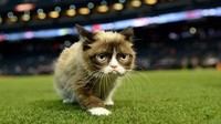Ketenaran di internet membuat kucing ini jadi seekor selebriti. Ia sempat tampil dalam beberapa film dan acara TV.