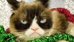 Kucing Judes yang Viral di Medsos Ini Menang Gugatan Rp 9,4 M
