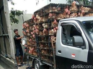 Ini Bahaya Pakan Ternak AGP Bagi Kesehatan Tubuh Manusia