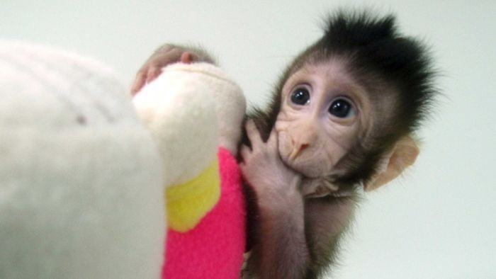 Ilmuwan China Telah Berhasil Mengkloning Monyet