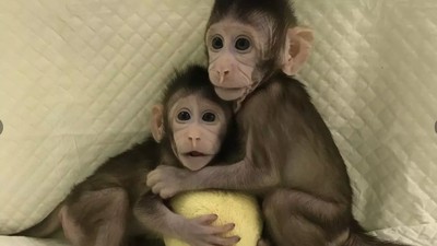 Potret 2 Monyet Hasil Kloningan di China