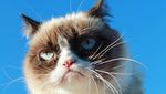 Kucing Judes yang Viral di Medsos Ini Menang Gugatan Rp 9,4 M