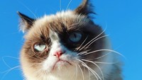 Grumpy Cat secara tidak sengaja menjadi terkenal ketika wajahnya terpajang di Reddit pada 2012.