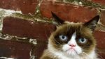 Kucing Judes yang Viral di Medsos Ini Menang Gugatan Rp 9,4 M