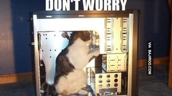 Si kucing pun bisa jadi IT support. (Foto: Internet)