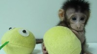 Dua monyet hasil kloningan ini menjadi primata pertama yang dikloning dari sel non-embrio. Urutan primata adalah monyet, kera, dan manusia. (Foto: Dok. Chinese Academy of Sciences via Independent)