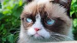 Kucing Judes yang Viral di Medsos Ini Menang Gugatan Rp 9,4 M