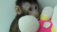 Dikutip dari ABC Australia Plus, monyet di China ini dikloning dengan menggunakan teknik yang sama saat menciptakan domba, yang terkenal dengan julukan Dolly the Sheep, dua dekade lalu. (Foto: Dok. Chinese Academy of Sciences via Independent)