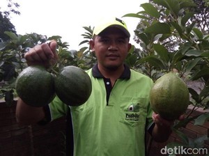 Alpukat Wina di Kabupaten Semarang, Beratnya Capai 2 Kg per Buah