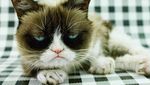 Kucing Judes yang Viral di Medsos Ini Menang Gugatan Rp 9,4 M