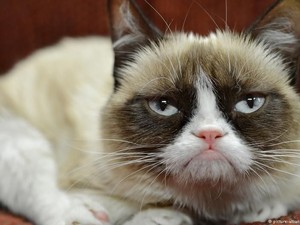 Menang Gugatan, Kucing Judes Ini Dapat Ganti Rugi Rp 9,4 Miliar