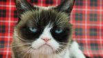 Kucing Judes yang Viral di Medsos Ini Menang Gugatan Rp 9,4 M