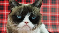 Tampang judes Grumpy Cat.