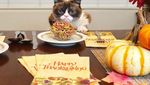 Gemasnya! Begini Pose Keren 8 Hewan Foodie