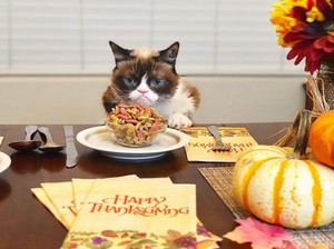 Wow, ​​Grumpy Cat​ Kini​ Jadi Kucing Terkaya di Dunia!