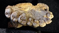 Fosil yang ditemukan di gua Misliya, Israel, itu disebut telah berusia 200.000 tahun. (Foto: Dok. Gerhard Weber, University of Vienna)