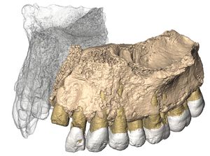 Ahli Paleontologi Brasil Temukan Fosil Reptil Kuno dari Masa Trias