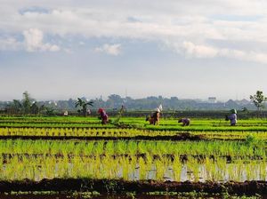 Hari Pangan Sedunia, Sudahkah Petani Indonesia Sejahtera?