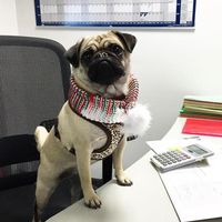 Tertarik Melamar? Kafe Anjing Pug Ini Sedang Buka Lowongan Magang