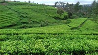 Penangkaran Rusa Kertamanah. Terletak di daerah PTPN VIII, tempat ini tidak hanya menjadi tempat berinteraksi antara pengunjung dan rusa, tetapi juga tempat beraktivitas seru bersama rekan terdekat (Foto: Rizki Aryanti/dTraveler)