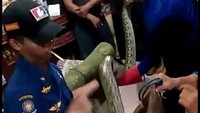 Foto: Ular tersebut kemudian langsung dimasukkan ke dalam karung dan diamankan tim animal rescue ke kantor Pemadam Kebakaran Kota Makassar. Dok. Istimewa