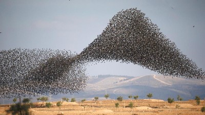 Potret Migrasi Burung Jalak di Langit Israel-Italia yang Menakjubkan