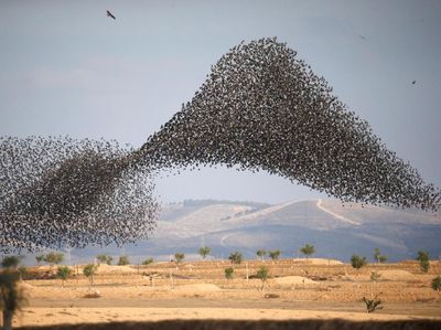 Potret Migrasi Burung Jalak di Langit Israel-Italia yang Menakjubkan