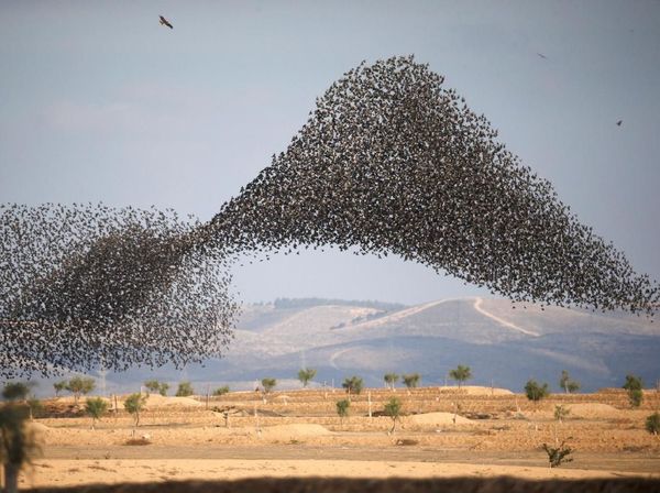 Potret Migrasi Burung Jalak di Langit Israel-Italia yang Menakjubkan