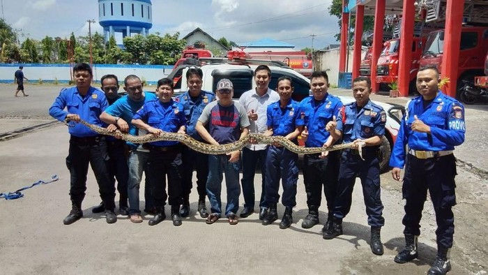 Ular Sanca Pemangsa Kucing Kini Jadi Teman Latihan Damkar