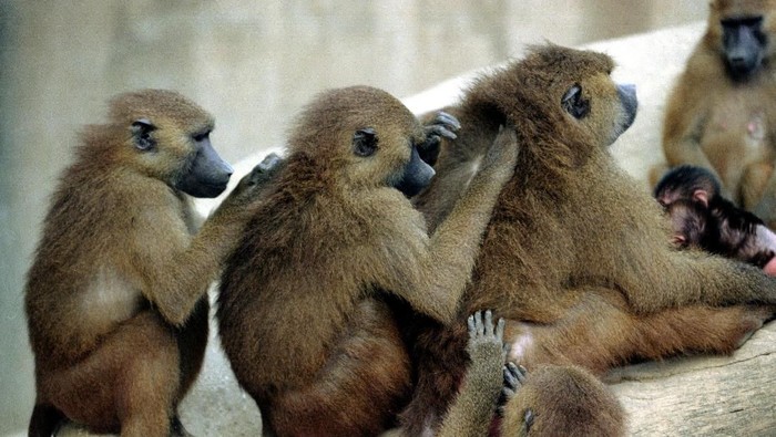 FILE PHOTO: Baboons preen each other at the Paris Zoological Park in the Bois de Vincennes in the east of Paris, France, October 23, 1995. Some fifty baboons escaped January 26, 2018 from their enclosure and most have been recaptured.  Picture taken October 23, 1995.  REUTERS/Mal Langsdon/File Photo