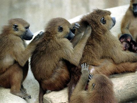 Babun di kebun binatang utama Paris, Prancis