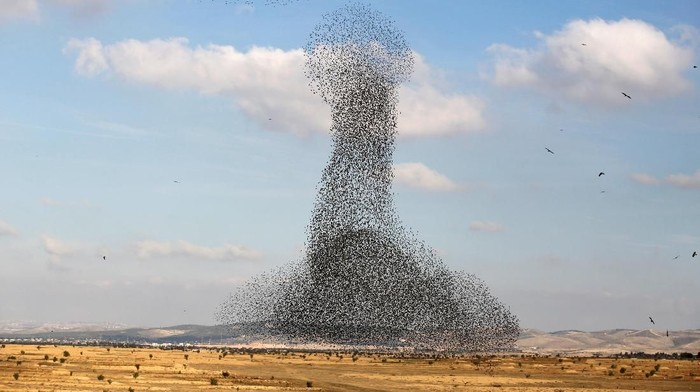 Potret Migrasi Burung Jalak Di Langit Israel Italia Yang