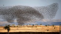 Di musim dingin, burung jalak bermigrasi ke Israel. Mereka berbaris bersama dalam formasi yang sangat indah yang terlihat dalam bentuk gelap yang bergerak-gerak. Foto: REUTERS/Amir Cohen