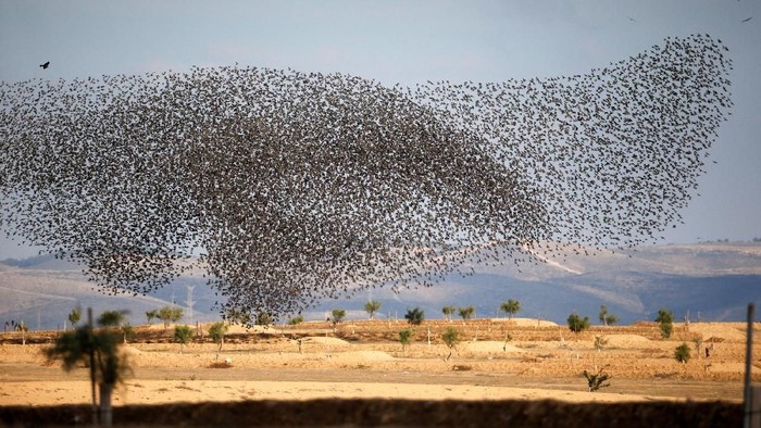 Potret Migrasi Burung Jalak Di Langit Israel Italia Yang