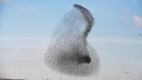 Fenomena ini disebut murmuration, yakni ketika sebuah kawanan besar burung migran membentuk pola pola penerbangan yang mengagumkan di atas langit.  Foto: REUTERS/Amir Cohen
