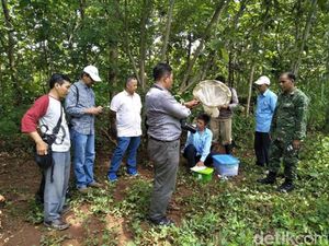 Tanggapan Pakar UGM soal Warga Gunungkidul Tewas gegara Belalang Setan
