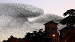 Potret Migrasi Burung Jalak di Langit Israel-Italia yang Menakjubkan
