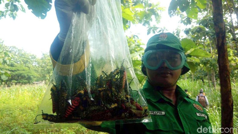 93+ Gambar Tanaman Setan Terbaik