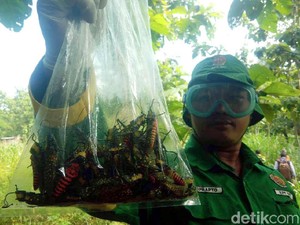 Hama Belalang Setan Serang Lahan di Gunungkidul