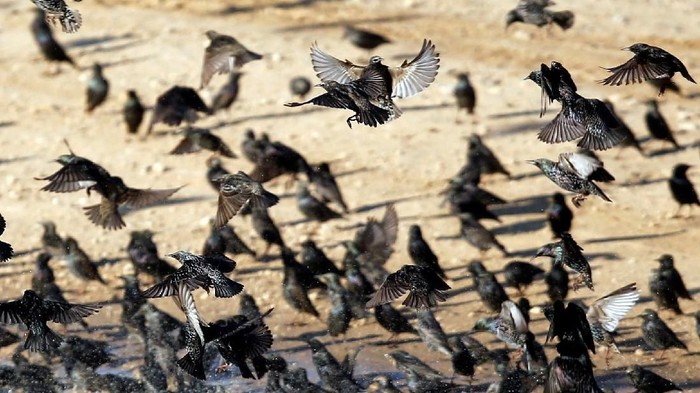 Potret Migrasi Burung Jalak Di Langit Israel Italia Yang