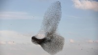 Burung jalak yang bermigrasi terlihat melintasi langit di dekat desa Beit Kama di selatan Israel 16 Januari 2018 lalu. Foto: REUTERS/Amir Cohen 