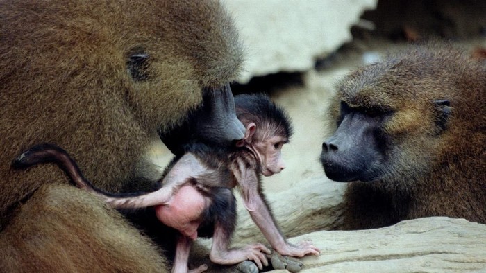 FILE PHOTO: Baboons preen each other at the Paris Zoological Park in the Bois de Vincennes in the east of Paris, France, October 23, 1995. Some fifty baboons escaped January 26, 2018 from their enclosure and most have been recaptured.  Picture taken October 23, 1995.  REUTERS/Mal Langsdon/File Photo