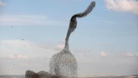 Di alam, burung ini pada umumnya bersarang di lubang-lubang pohon. Kawanan jalak dapat ditemukan hampir di mana-mana. Satu-satunya tempat yang tidak mereka tempati adalah padang pasir yang benar-benar kering. Foto: REUTERS/Amir Cohen