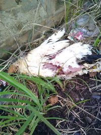 Ayam yang tersengat listrik
